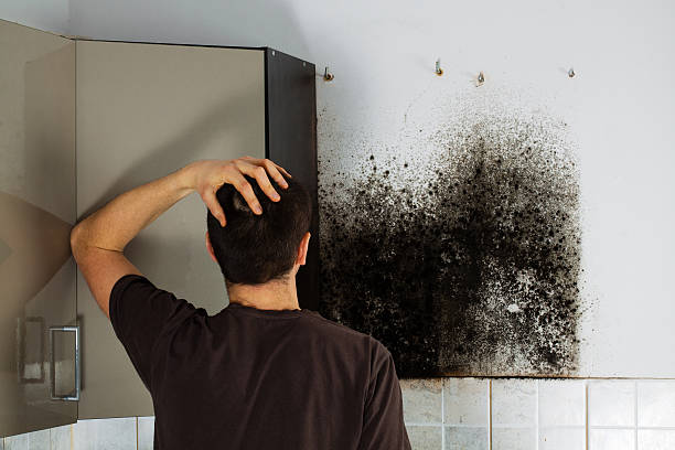 Best Toxic Mold Removal  in Coal City, IL